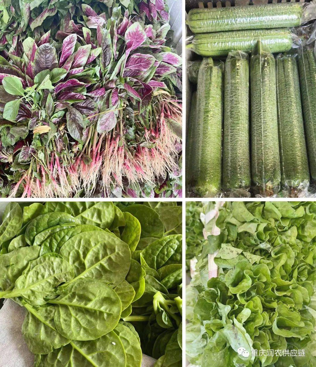 新鲜蔬菜批发麻将胡了重庆