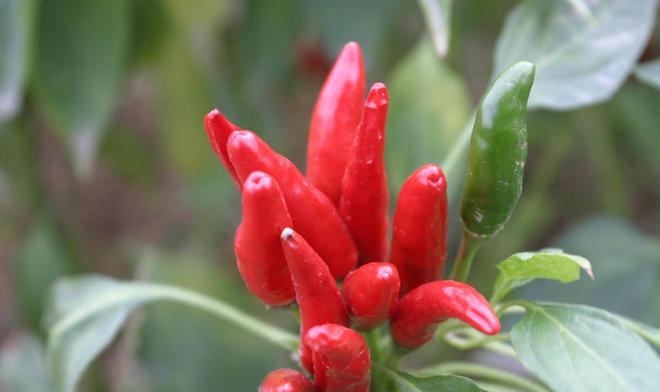 辣椒原来并不是中国的本土产物pg麻将胡了每天都能见到的