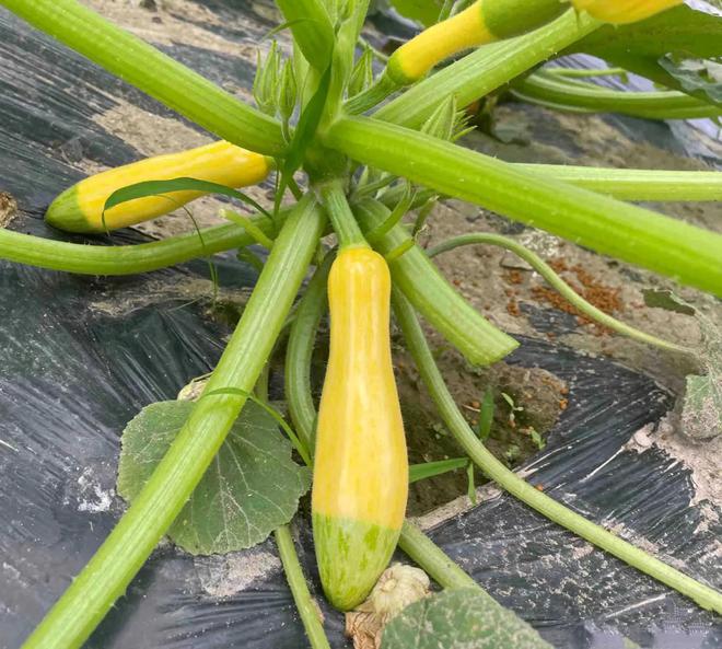 有双色的半截绿半截黄还有深绿色的像南瓜麻将胡了试玩网站免费欧洲的西葫芦居然(图4)