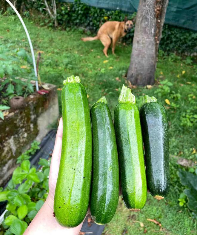 有双色的半截绿半截黄还有深绿色的像南瓜麻将胡了试玩网站免费欧洲的西葫芦居然(图5)