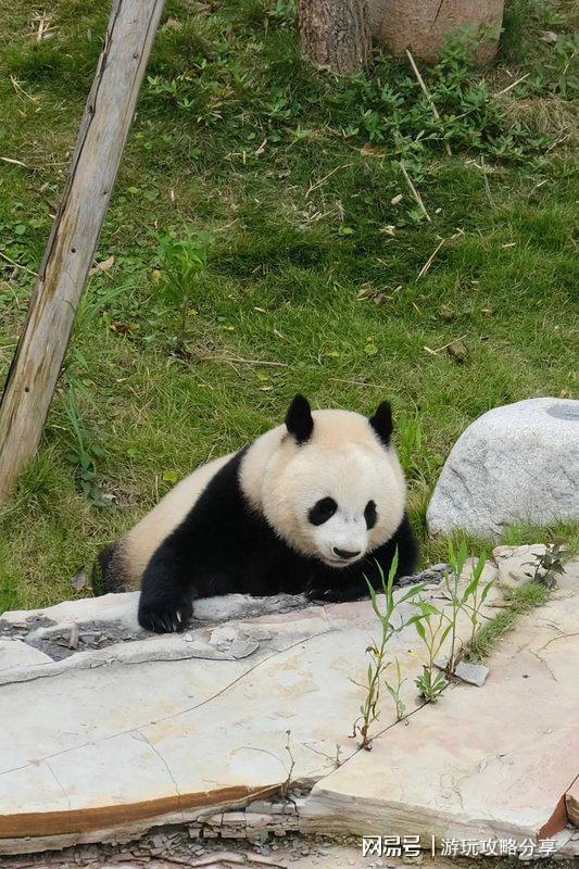 成都旅行社前十名电话 超详细攻略PG麻将胡了成都五日游最佳方案(图4)